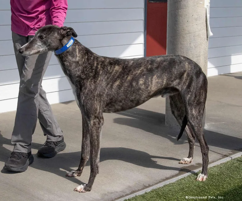 An adult large-sized male Greyhound dog named Kenzo for adoption in Woodinville, WA
