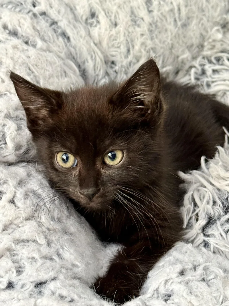 A baby small-sized female Domestic Medium Hair cat named Nyx for adoption in Johnson City, TN