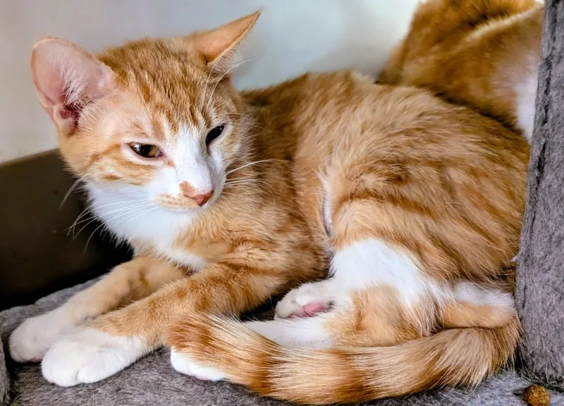 A baby medium-sized female Domestic Short Hair cat named Campbell for adoption in Peoria, AZ