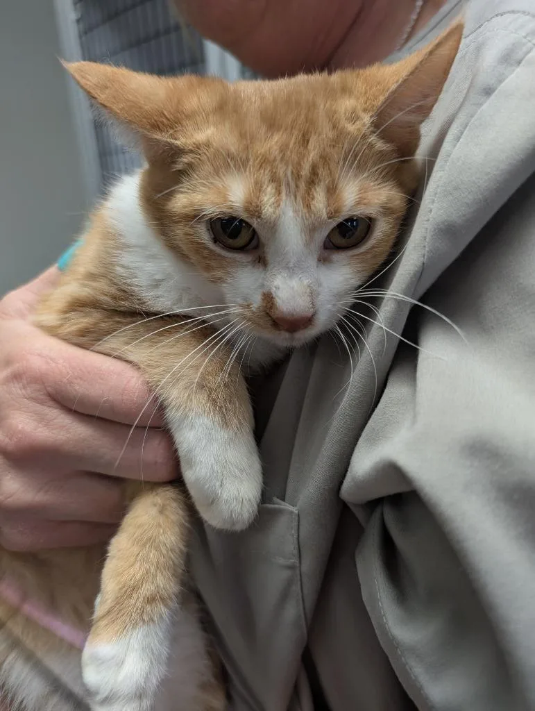 Campbell thumbnail 2