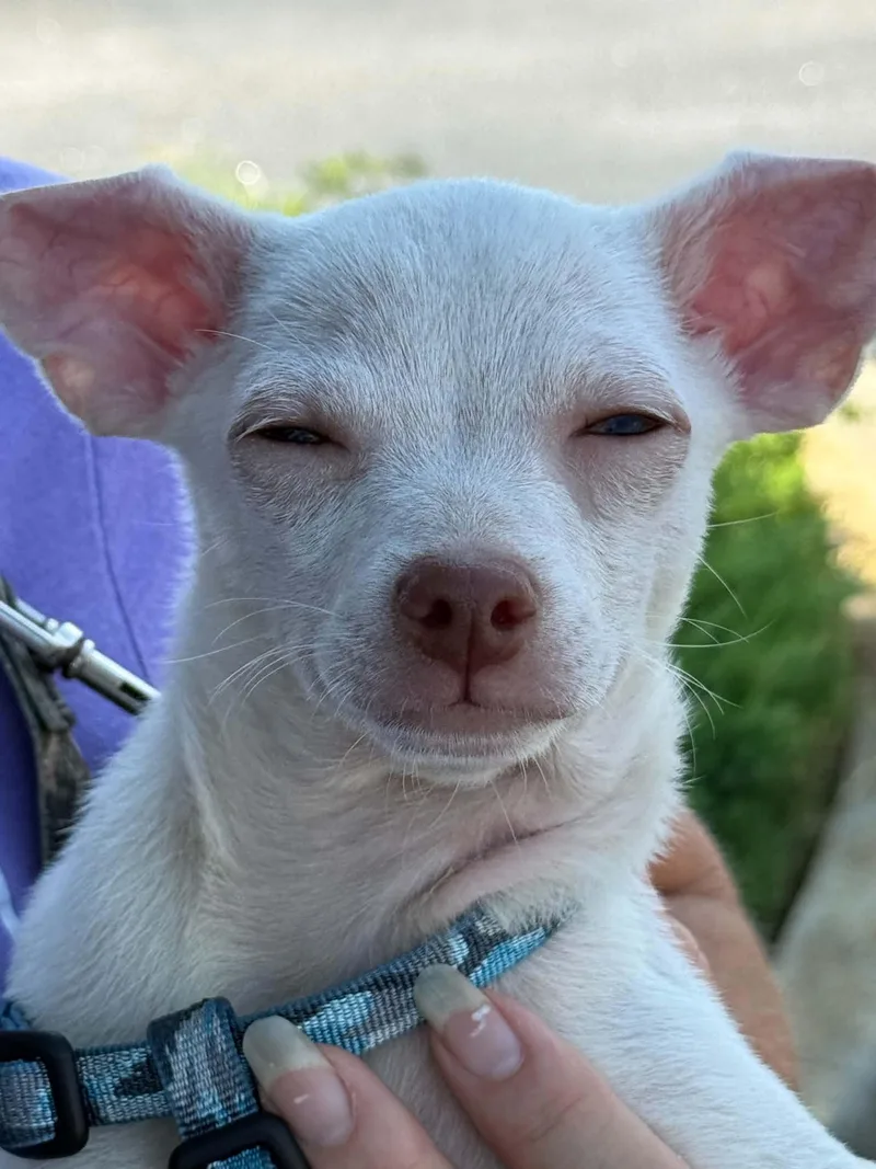 A baby medium-sized male Chihuahua dog named Oliver for adoption in Mount Pleasant, SC