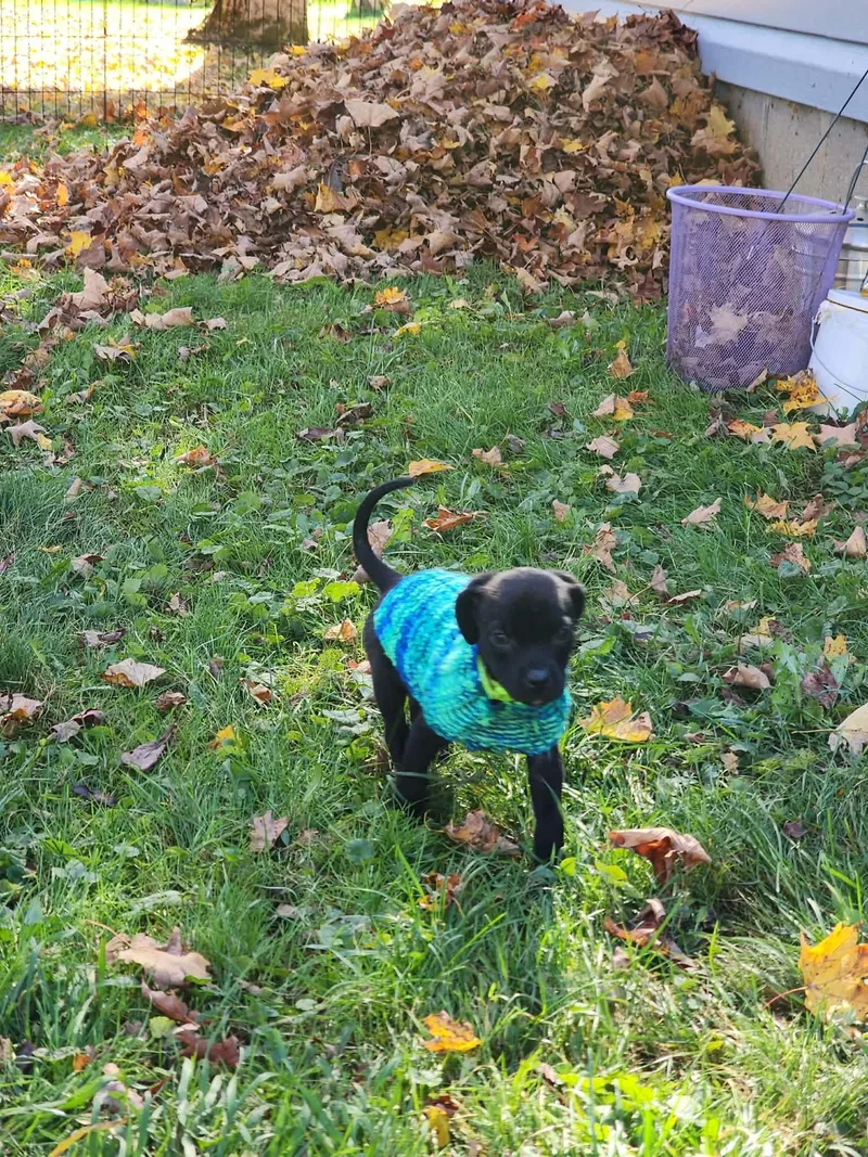 A baby medium-sized male Puggle dog named Gizmo for adoption in Carmel, NY