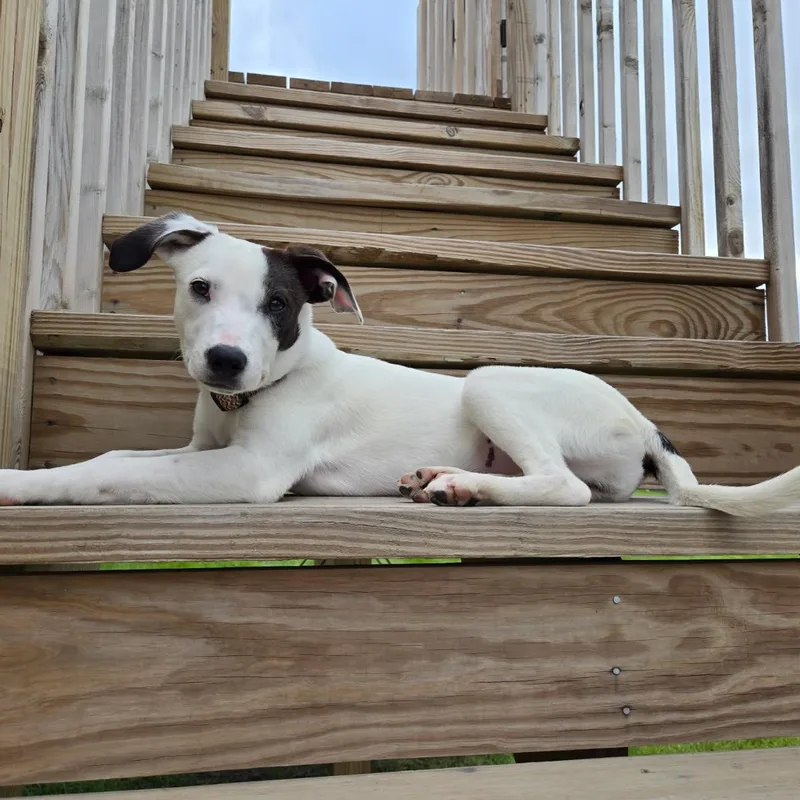 A young small-sized female White / Cream Labrador Retriever dog named Loretta for adoption in Blue Springs, MO