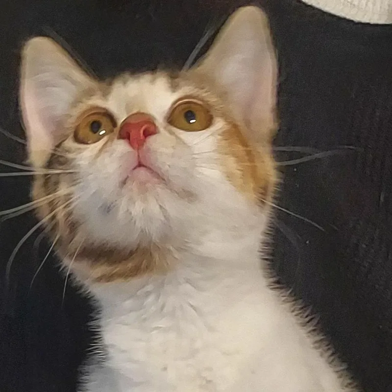 A young medium-sized female Calico Domestic Short Hair cat named Dawnkiki for adoption in Natick, MA
