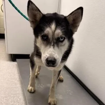 An adult medium-sized male Husky dog named Tuki for adoption in Bastrop, TX