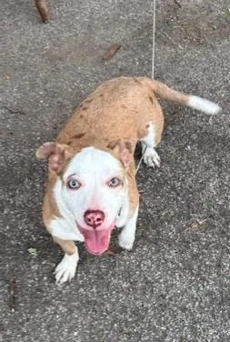 A baby medium-sized male Pit Bull Terrier dog named Clancy for adoption in South Bend, IN