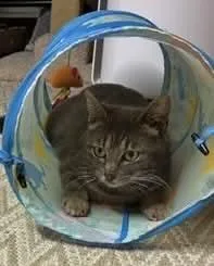 Eleanor thumbnail 2