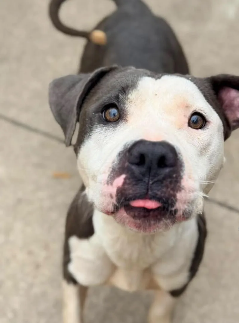 An adult medium-sized female White / Cream Pit Bull Terrier dog named Paparazzi for adoption in Chicago, IL