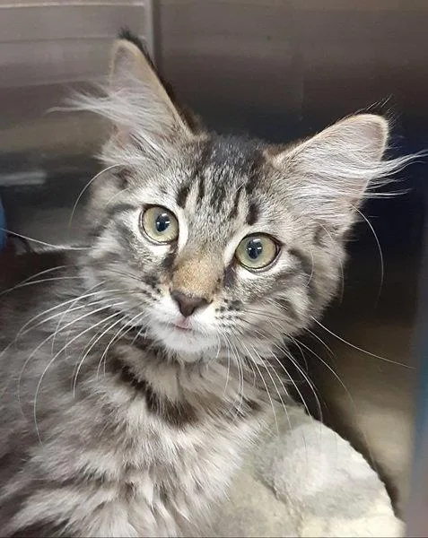 A baby medium-sized female Domestic Long Hair cat named Bo Derek for adoption in Massapequa, NY