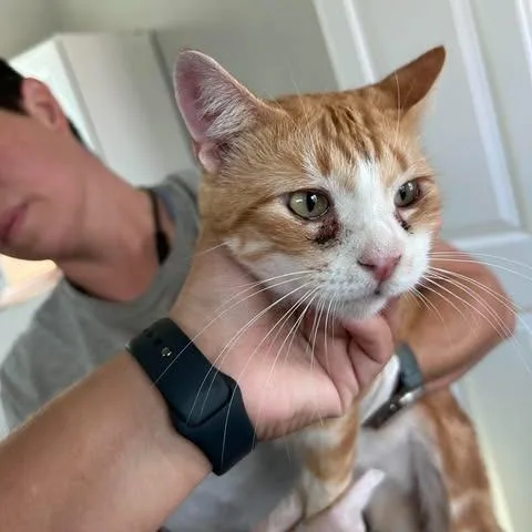 An adult medium-sized female Orange / Red Domestic Short Hair cat named Johnnie for adoption in Bastrop, TX