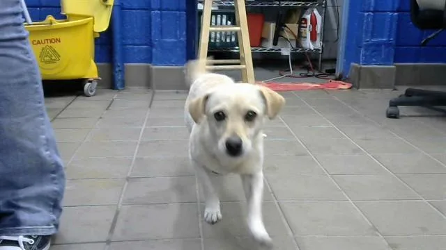 An adult medium-sized male Chihuahua dog named Sneezy for adoption in Albuquerque, NM