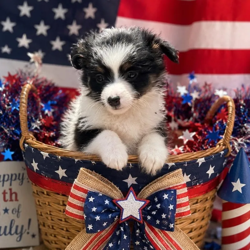 A baby small-sized female White / Cream Pomeranian dog named Posie for adoption in Crosby, TX