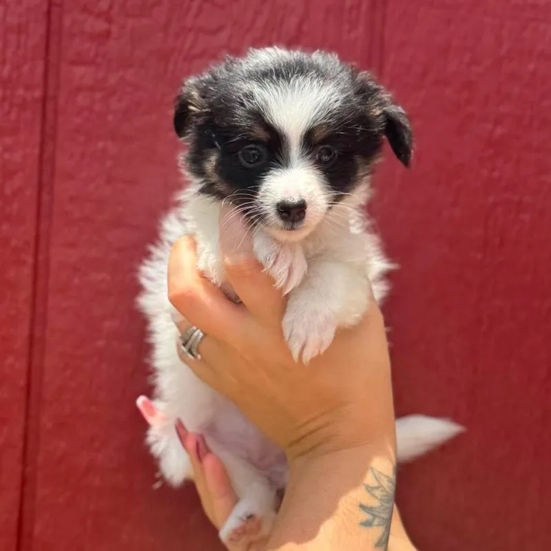 Posie thumbnail 3