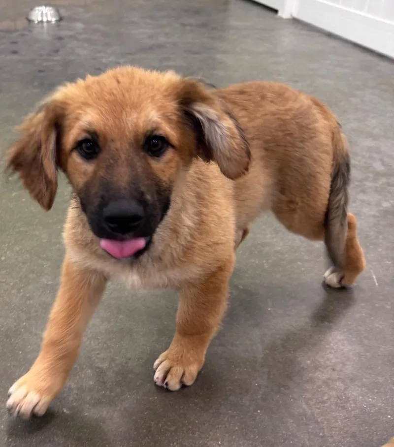 A baby medium-sized male Terrier dog named Bombie the Zombie for adoption in Fort Lupton, CO