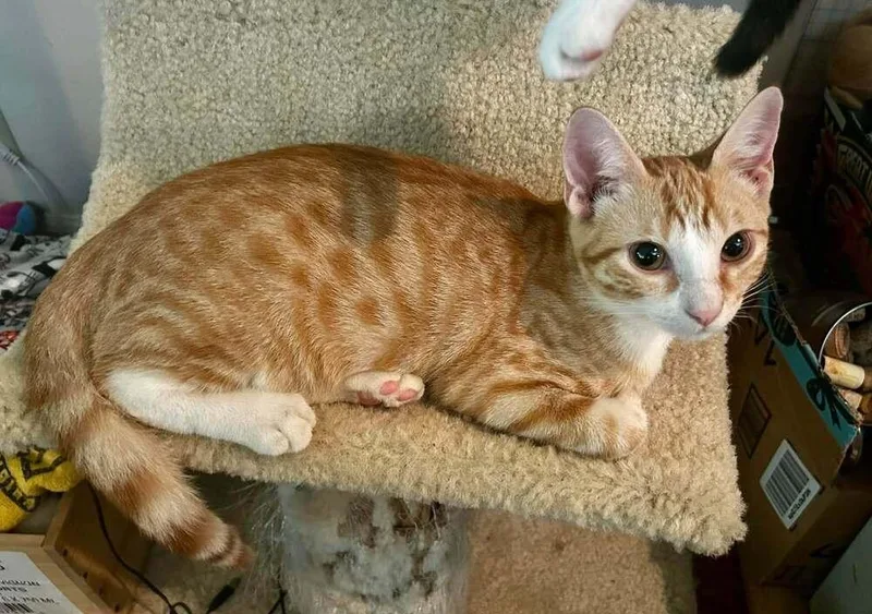 A baby small-sized female Domestic Short Hair cat named Morgan for adoption in Scott, LA