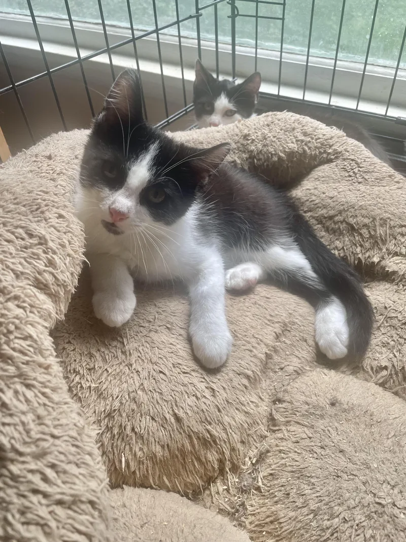 A baby small-sized male Black & White / Tuxedo Domestic Short Hair cat named Timmy for adoption in Troy, NY