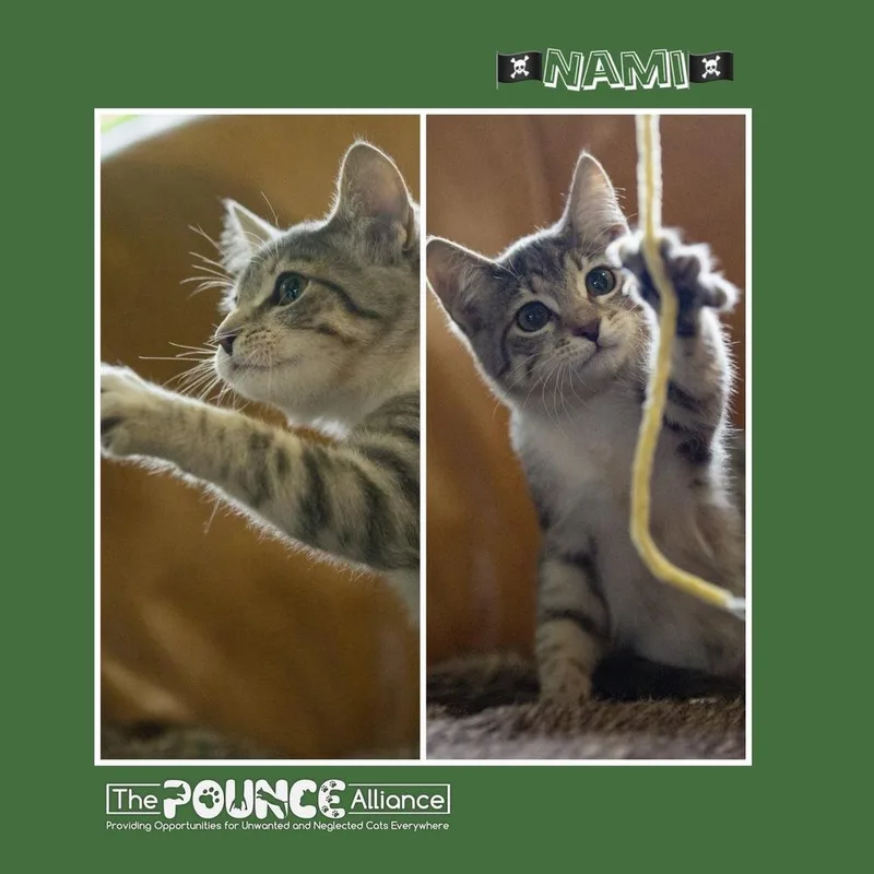 A young small-sized female Tabby (Brown / Chocolate) Domestic Short Hair cat named Nami for adoption in Liberty Lake, WA
