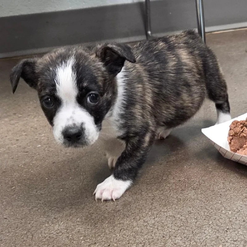 A baby small-sized female Brindle Mixed Breed dog named Daphne for adoption in Chattanooga, TN