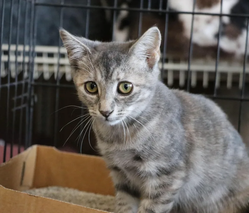 A baby medium-sized female Domestic Short Hair cat named Ash Potato for adoption in Pflugerville, TX