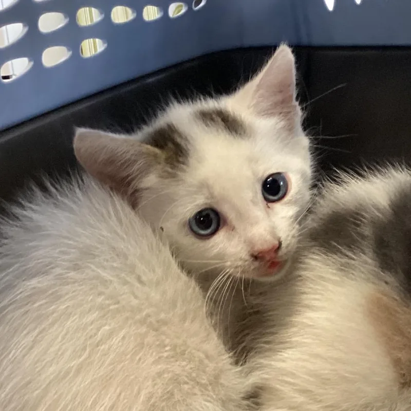 A baby small-sized male White Domestic Short Hair cat named Scooch for adoption in Montgomery, AL