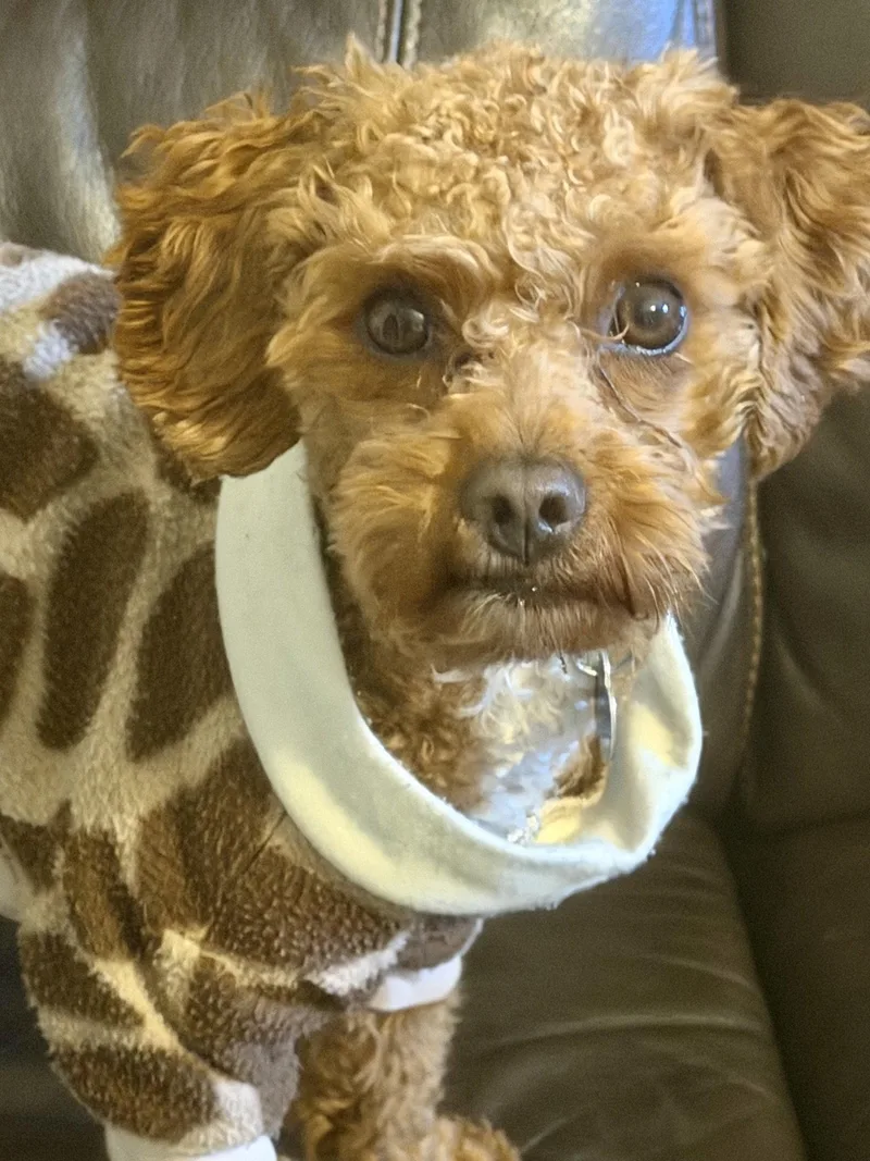 A young small-sized male Poodle dog named Teddy Bearington for adoption in Berwick, PA