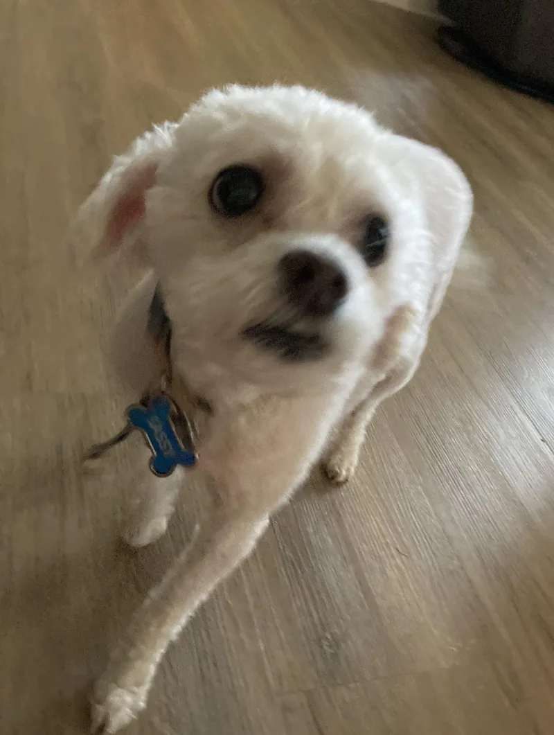 An adult small-sized female White / Cream Bichon Frise dog named Sassy & Shylo for adoption in Monroeville, PA
