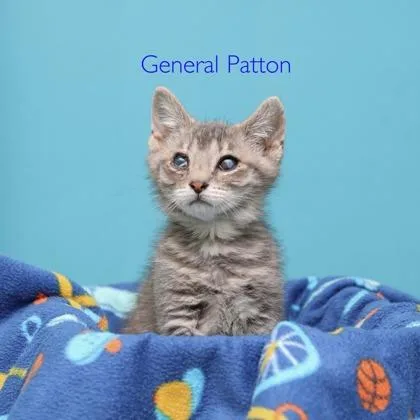 A baby small-sized male Domestic Short Hair cat named Gen Patton for adoption in Parma, OH