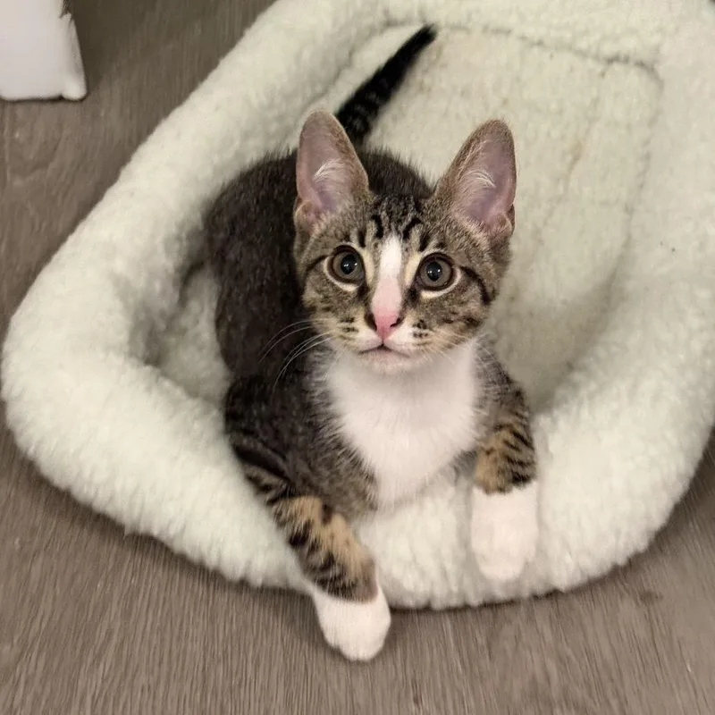 A baby small-sized male Brown / Chocolate Domestic Short Hair cat named Truffle for adoption in Los Angeles, CA