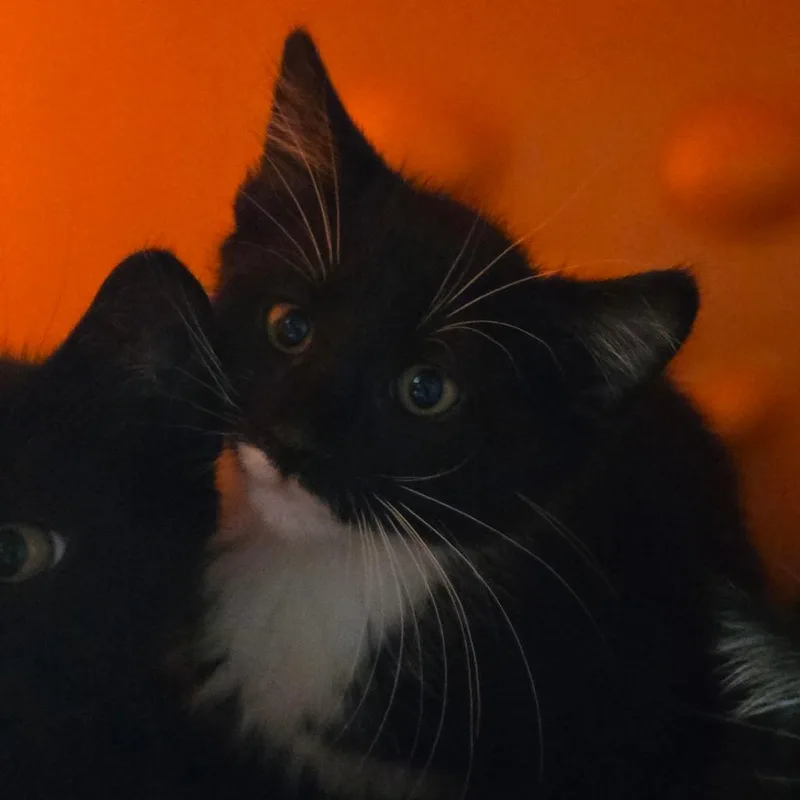 A baby small-sized female Black Domestic Short Hair cat named Nana for adoption in Waukesha, WI