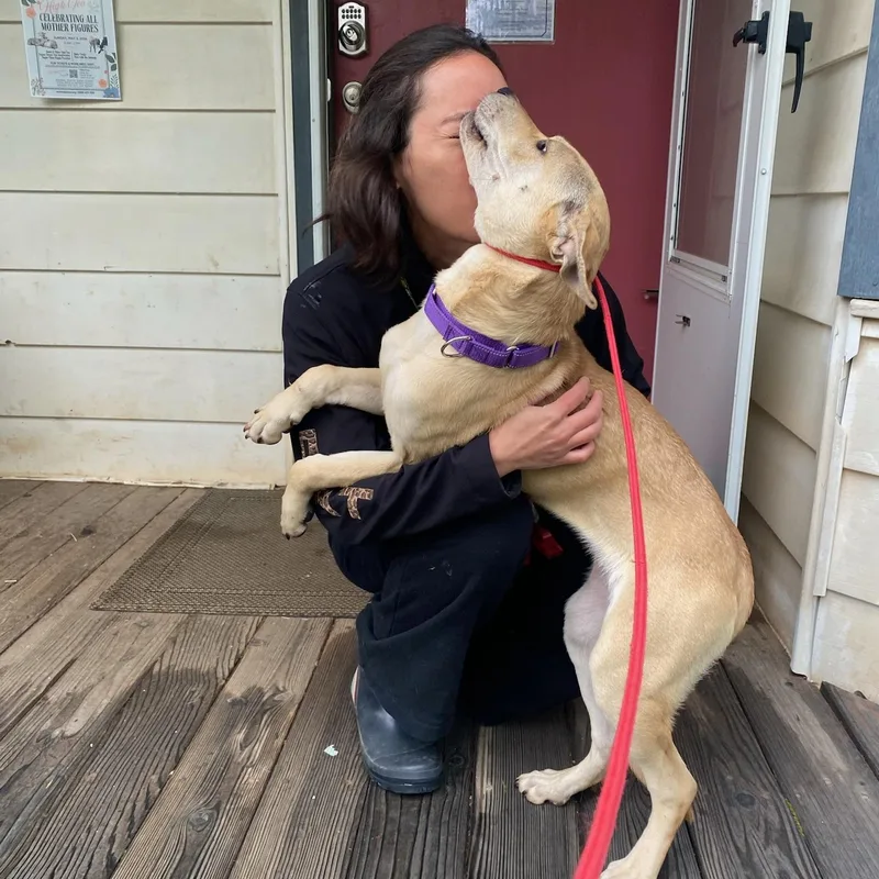 A baby medium-sized female Apricot / Beige Yellow Labrador Retriever dog named Nova Sweet & Shy for adoption in Grass Valley, CA