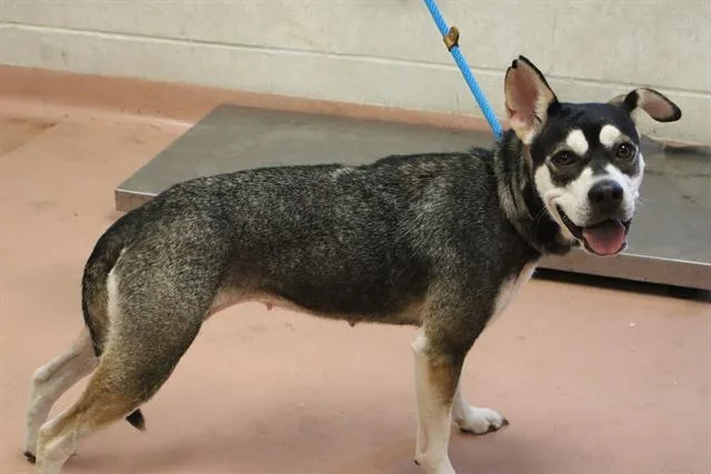 A young medium-sized female Mixed Breed dog named Tully for adoption in Columbia, SC