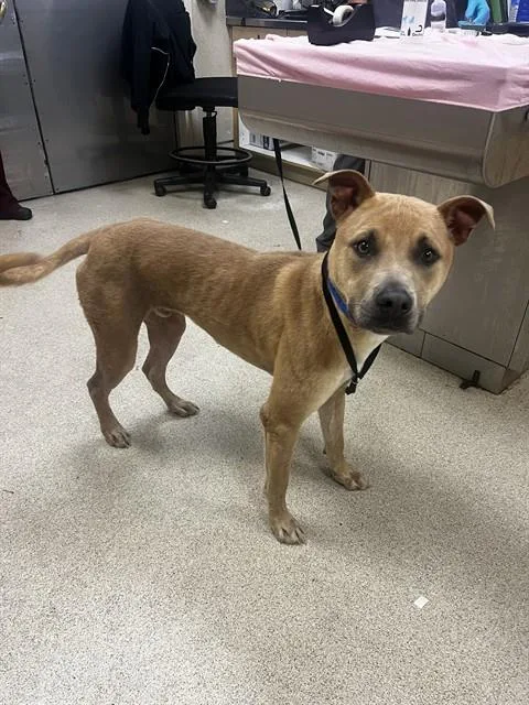 A young small-sized male Pit Bull Terrier dog named Travieso for adoption in Riverside, CA