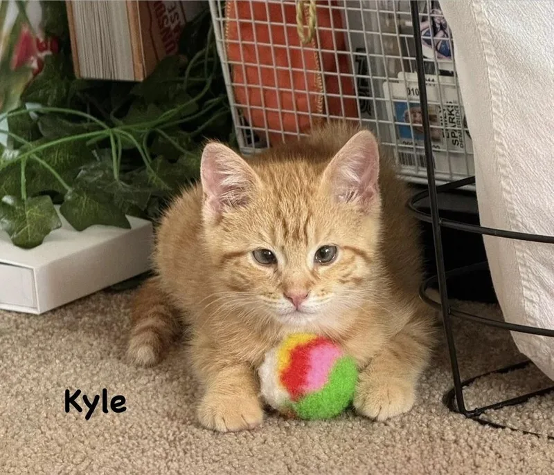 Kyle