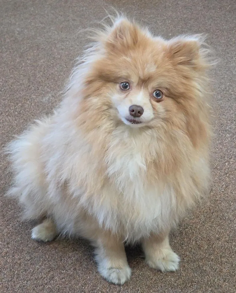 A young small-sized female Merle (Red) Pomeranian dog named Sunshine for adoption in LaGrange, IN