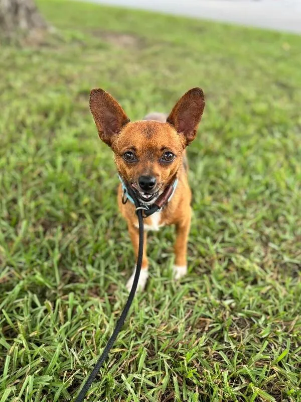 Jj