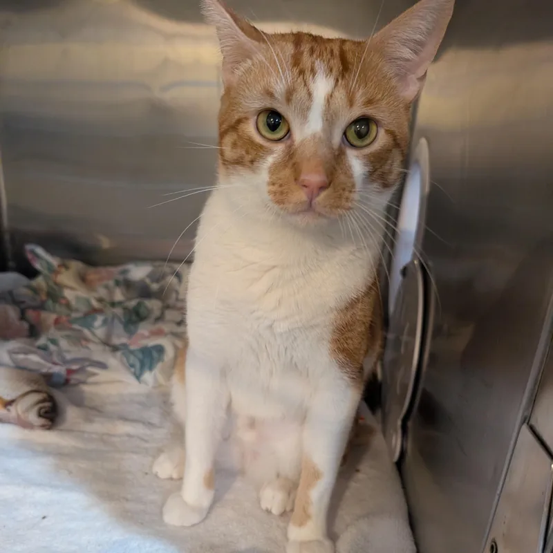 A young medium-sized male Orange & White Domestic Short Hair cat named Taj for adoption in West Palm Beach, FL
