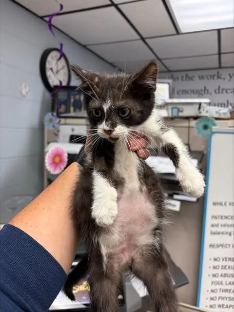 A baby small-sized male Domestic Short Hair cat named Max for adoption in Stockton, CA