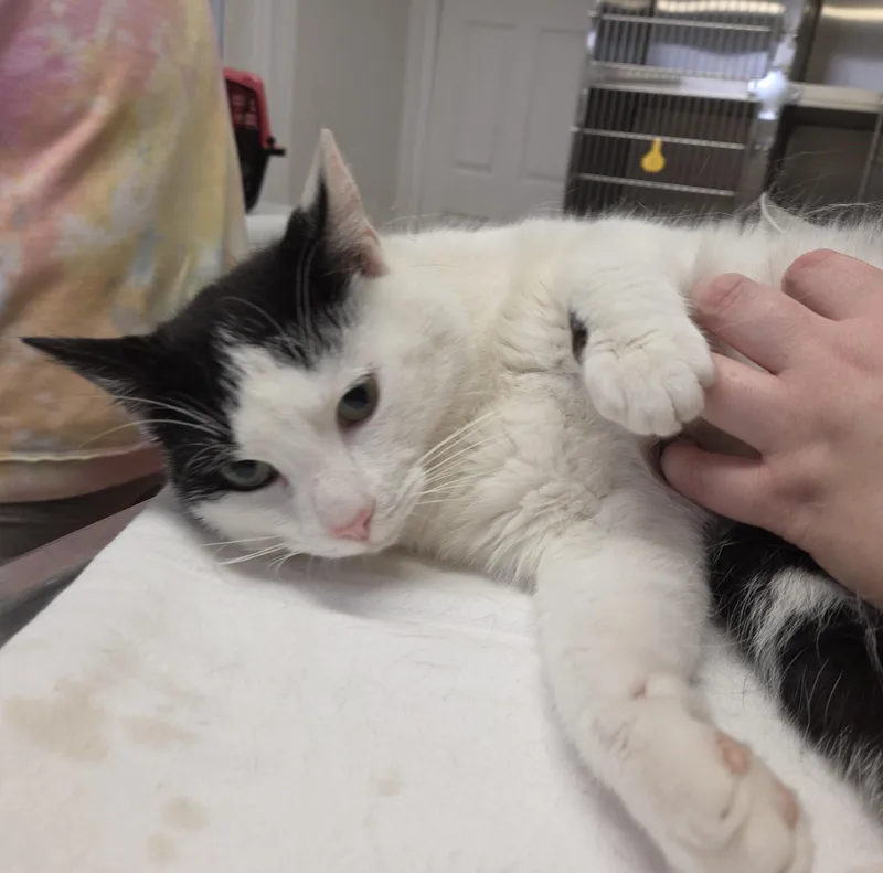 Roscoe thumbnail 2