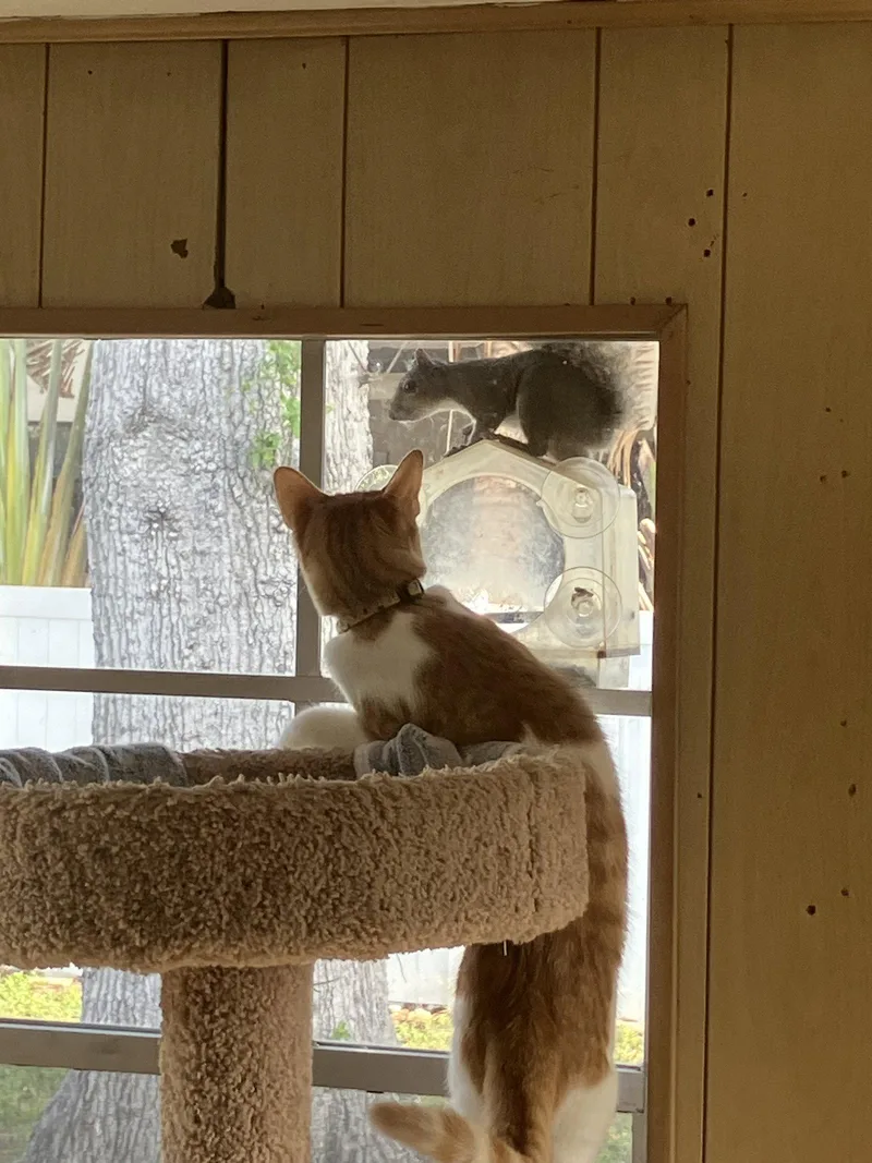 A baby medium-sized male Orange & White Domestic Short Hair cat named Butterball for adoption in Tampa, FL