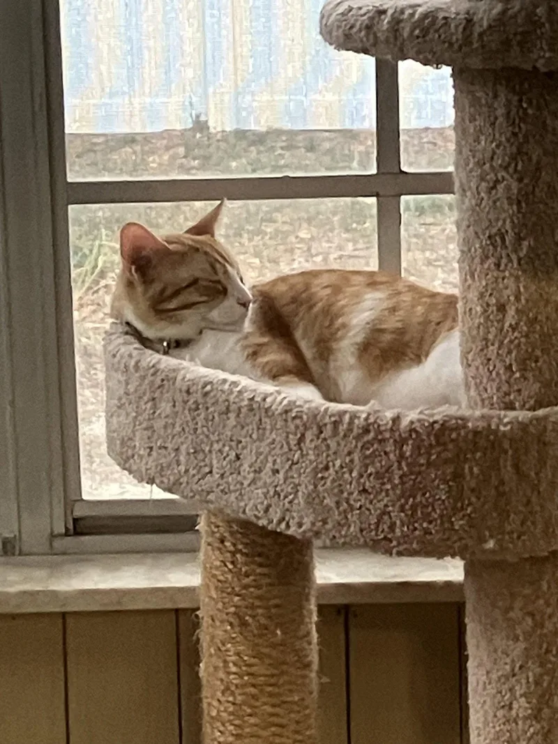 Butterball thumbnail 3