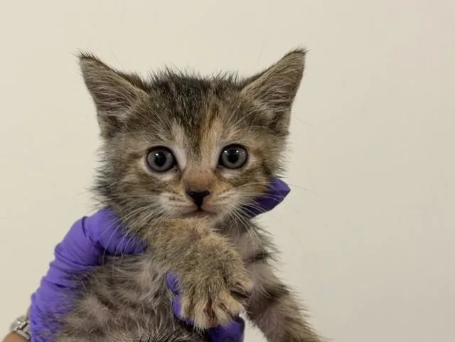 A baby small-sized female Domestic Short Hair cat named Cake for adoption in Miami, FL