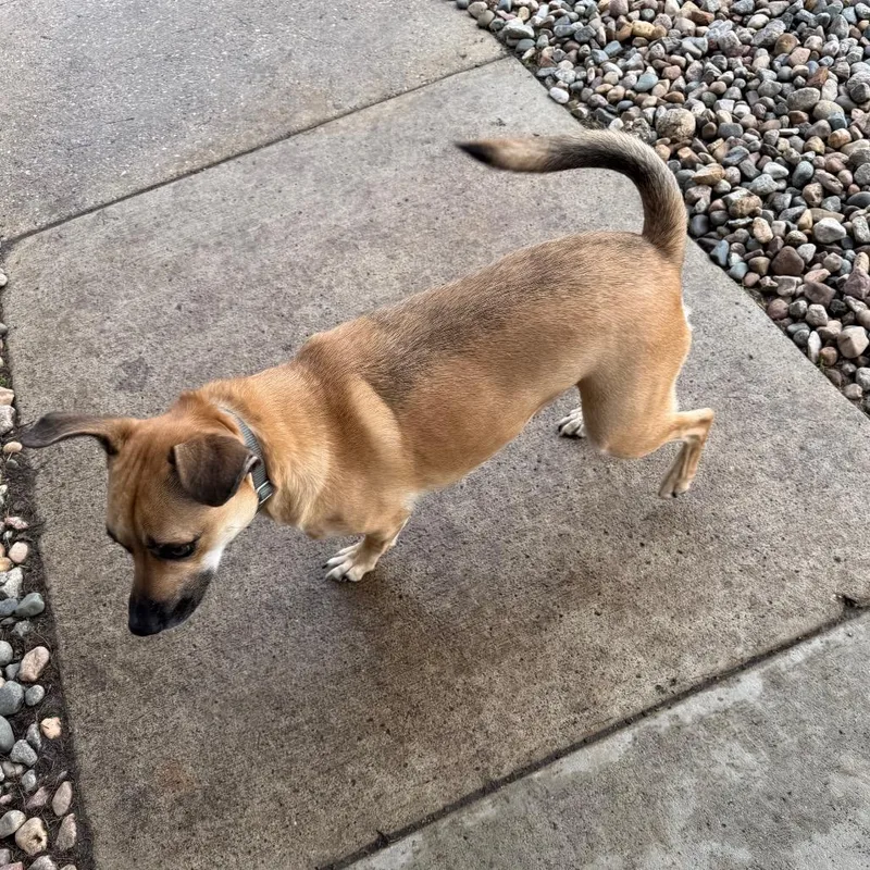 An adult medium-sized male Brown / Chocolate Mixed Breed dog named Chester for adoption in Carroll, IA