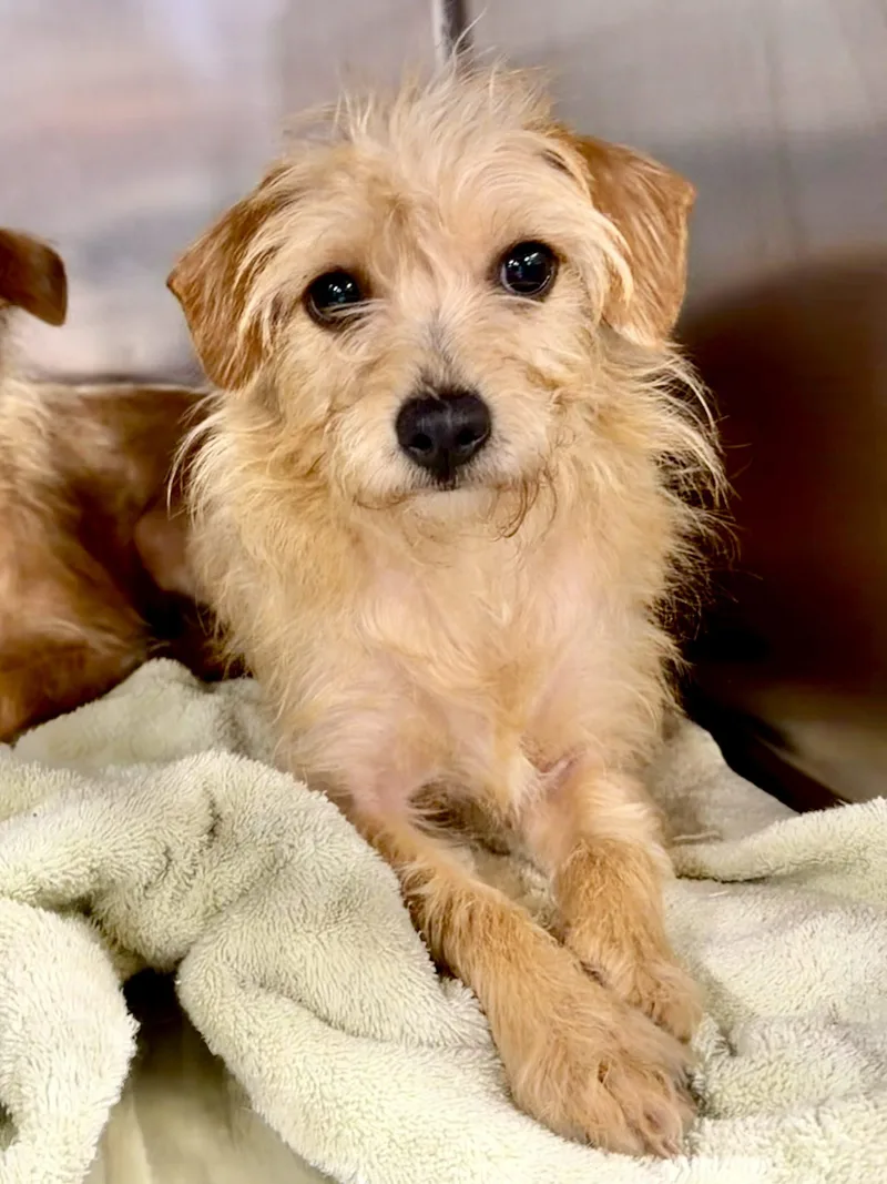 A young small-sized female Apricot / Beige Miniature Schnauzer dog named Meadow for adoption in Matthews, IN