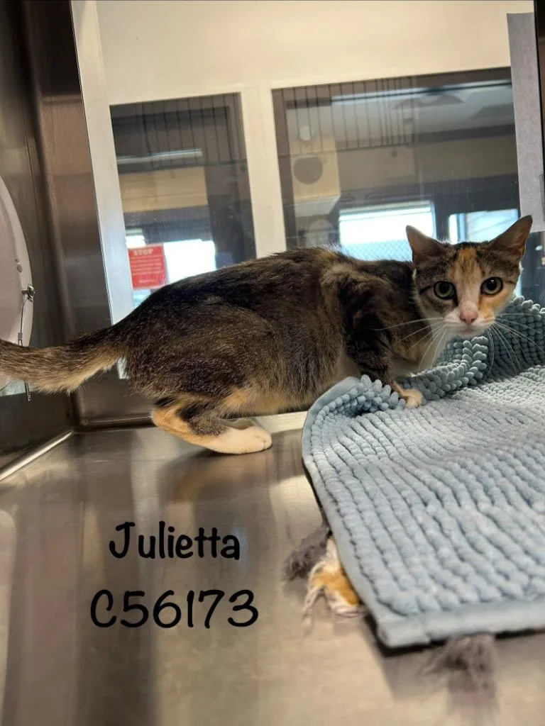 A young small-sized female Domestic Short Hair cat named Julietta for adoption in Clarksville, TN