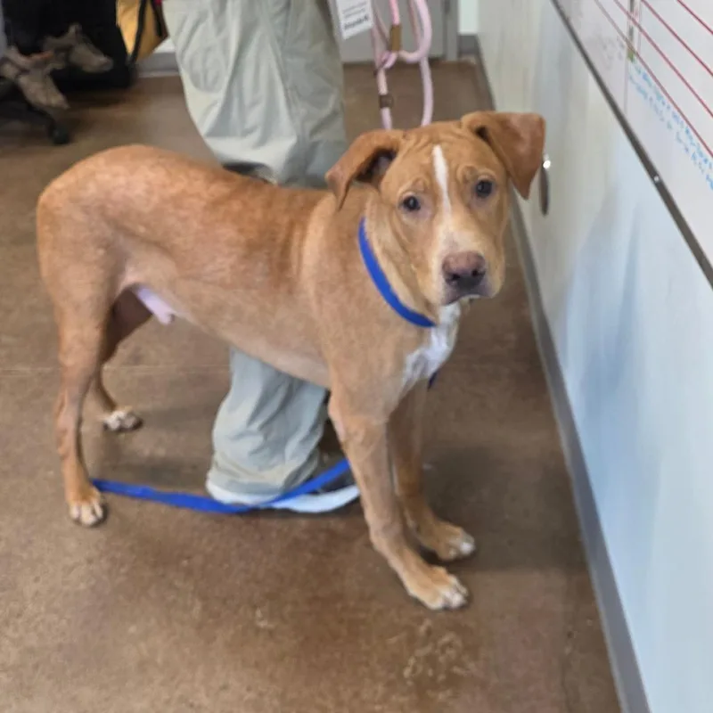 A young large-sized male Apricot / Beige Labrador Retriever dog named Clayton for adoption in Chattanooga, TN