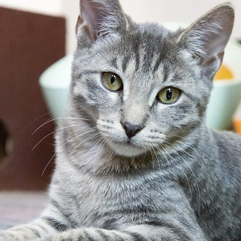 A baby medium-sized female Blue Cream Domestic Short Hair cat named Lily for adoption in Chicago, IL