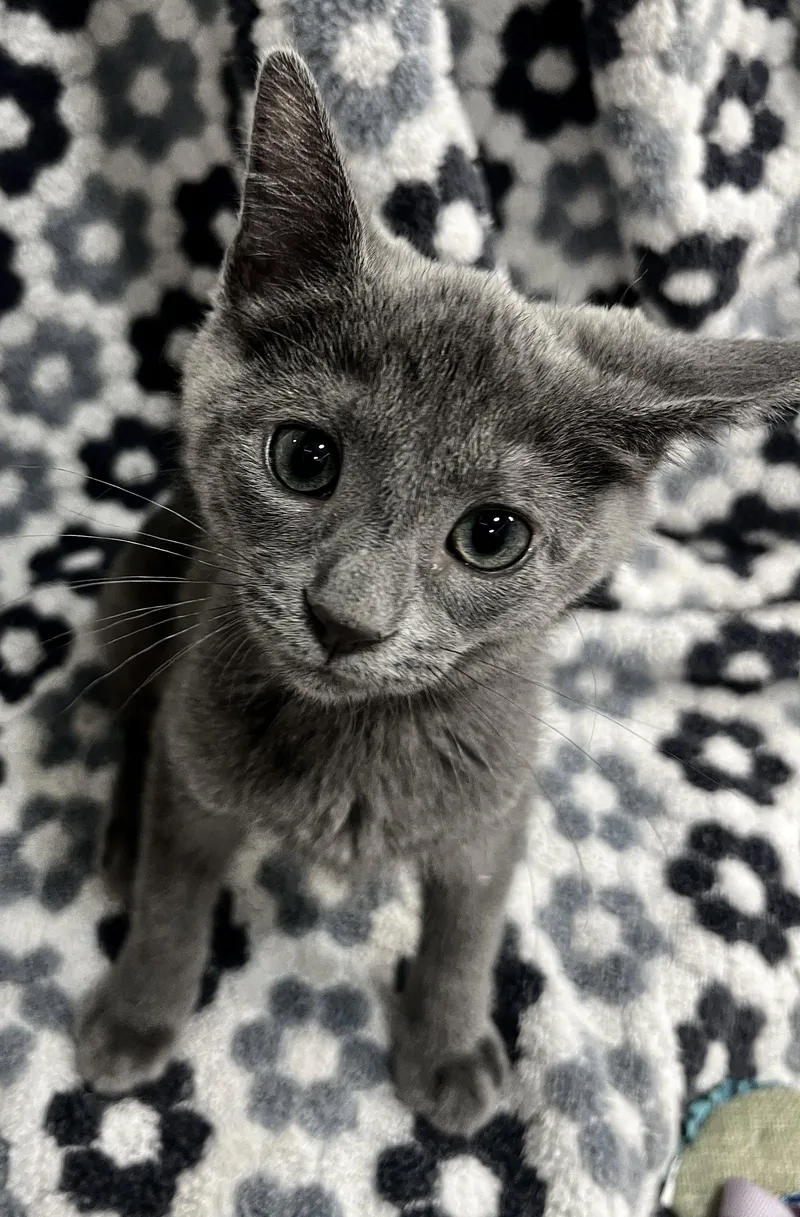 A baby medium-sized female Gray / Blue / Silver Domestic Short Hair cat named Bella for adoption in Orlando, FL