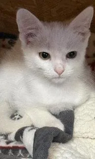 A baby large-sized male White Domestic Short Hair cat named Dallas for adoption in Lemoyne, PA