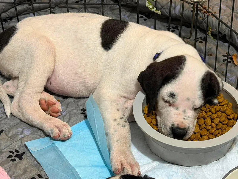 A baby medium-sized male Saint Bernard dog named Ghost for adoption in LEWISTON, ID