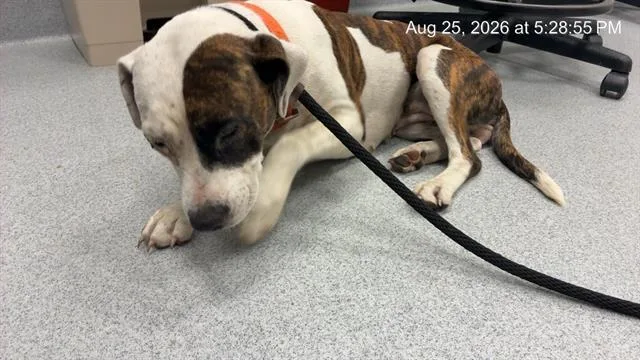 A young large-sized female Pit Bull Terrier dog named Two Face for adoption in Ocala, FL